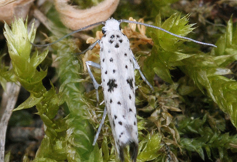 1 Yponomeutidae - Yponomeuta plumbella